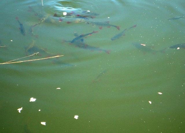 Doar ... NATURA - 3 - dsc09882.JPG